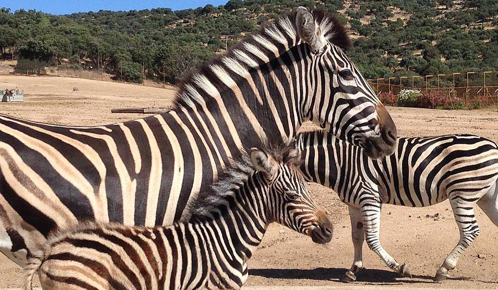 Safari Madrid photo 1