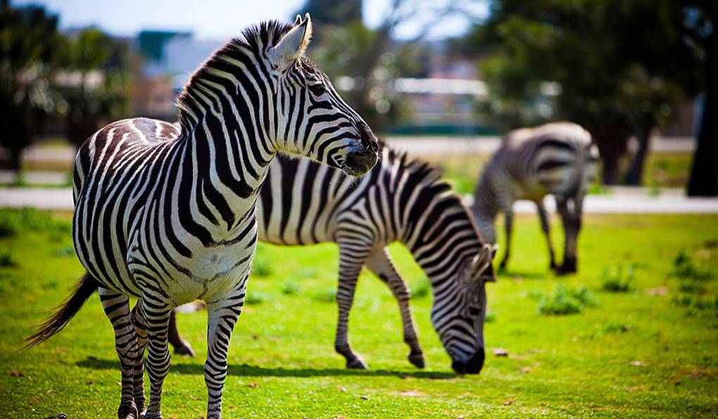 Rancho Grande Mallorca фото 1