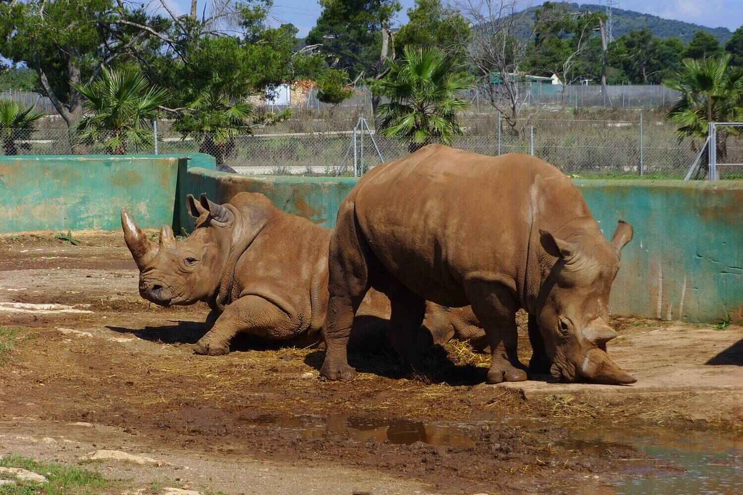 Сафари-Парк Safari Zoo Mallorca