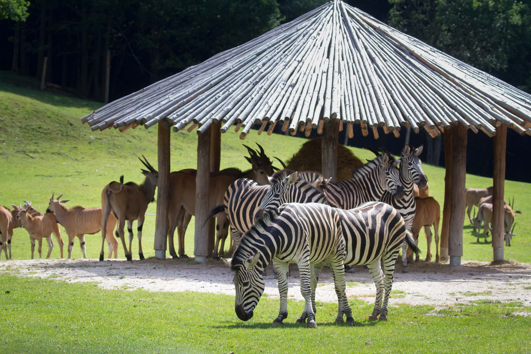 benvardin safari park