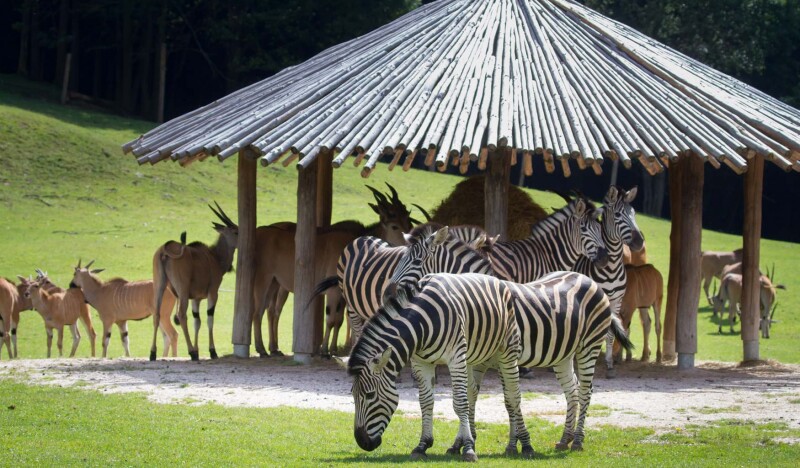 Сафари Парк