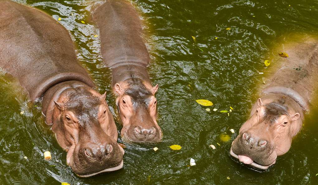 Парк Миллионолетних Камней и Крокодиловая Ферма фото 1