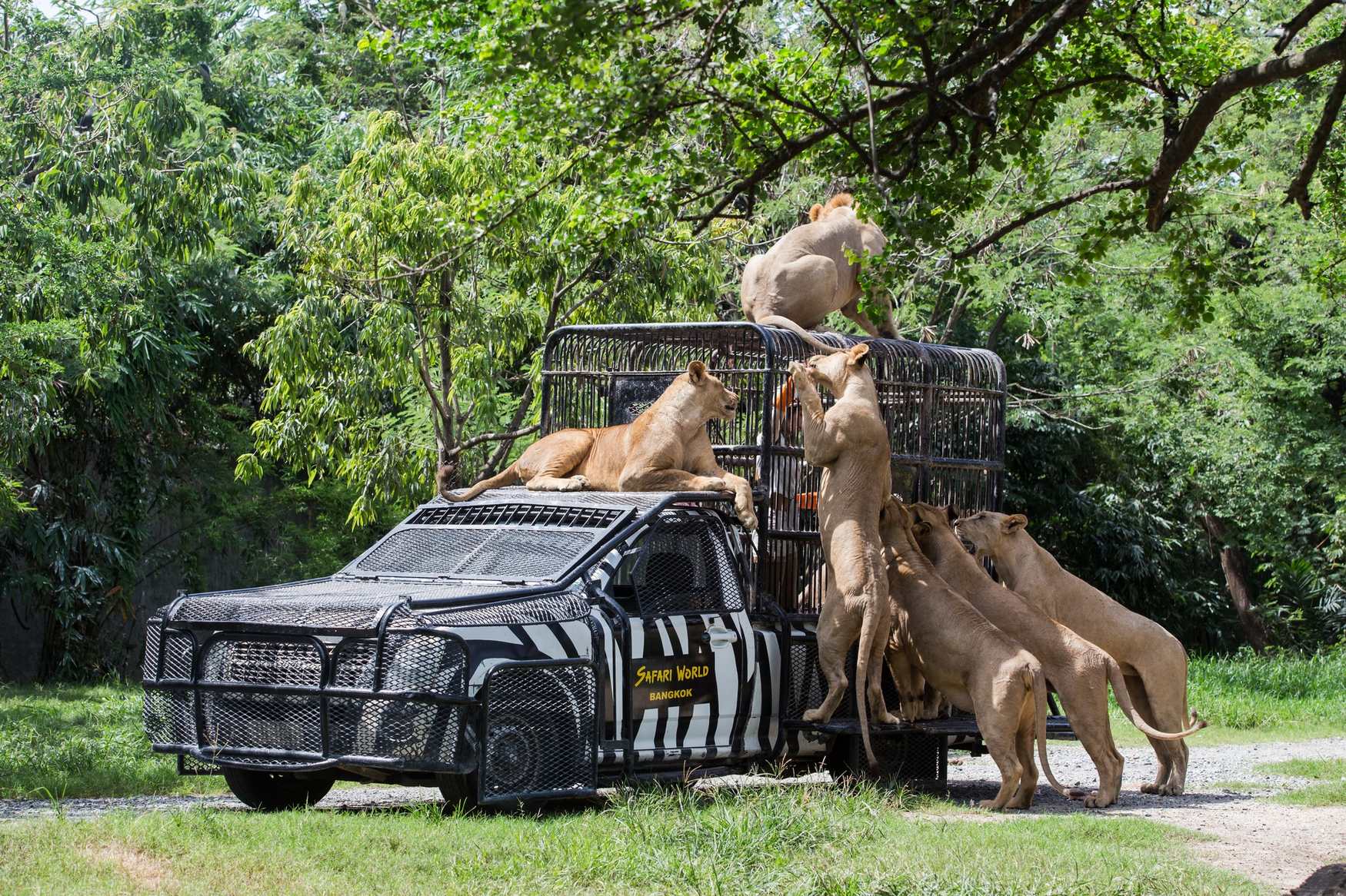 Safari World