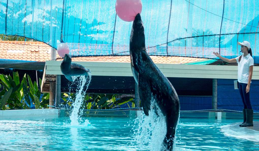 Samui Aquarium and Tiger Zoo фото 1