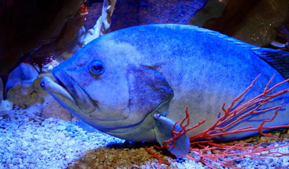 Подводная Лодка Весикко фото 1