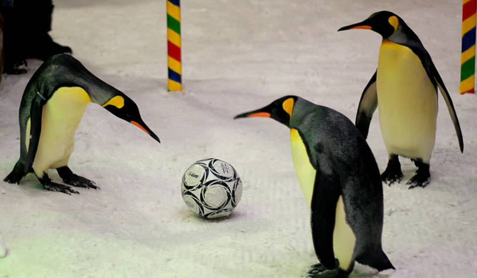 Шоу Пингвинов фото 1