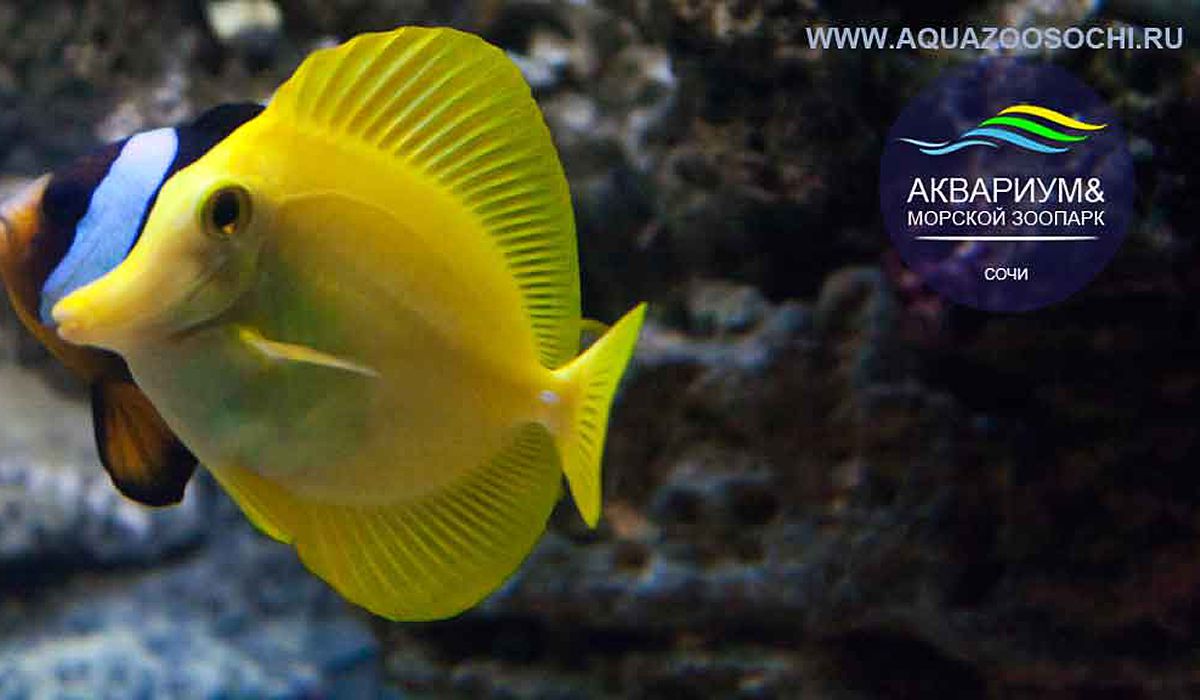 Сочинский Аквариум на Новой Мацесте фото 1