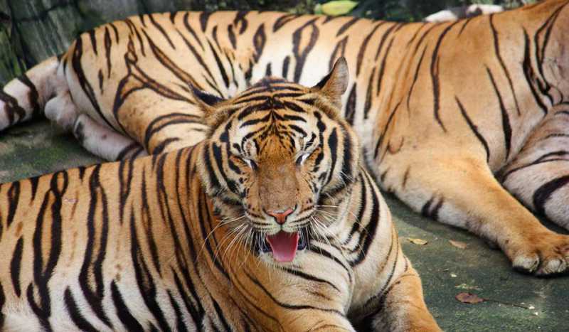 Sriracha Tiger Zoo (ЗАКРЫТ)