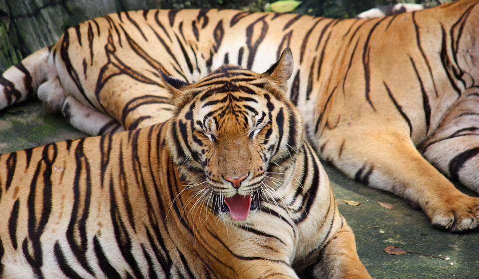 Парк Миллионолетних Камней и Крокодиловая Ферма фото 1