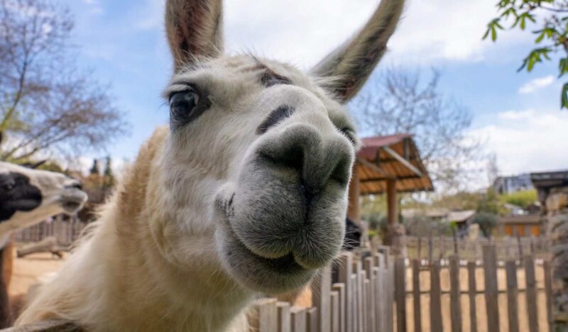 Стамбульский Зоопарк