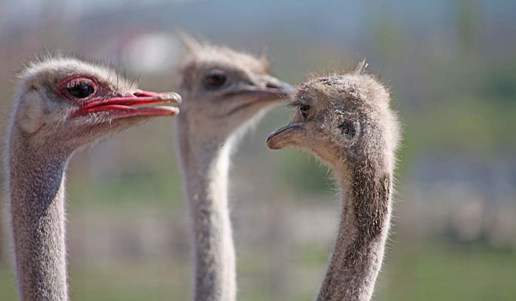 Крокодиловая Ферма фото 1