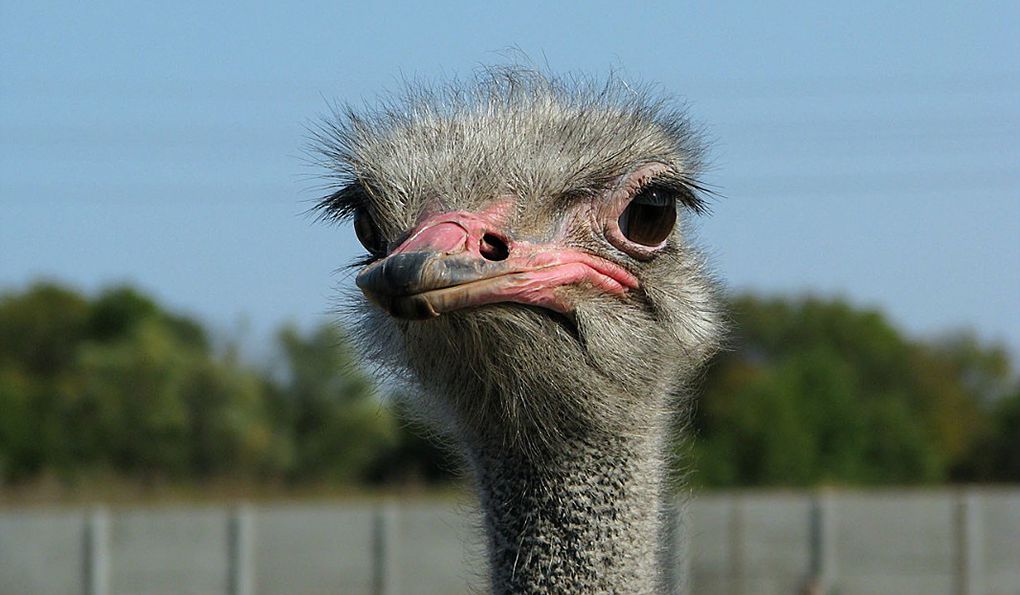 Страусиная Ферма Долина Страусов фото 1
