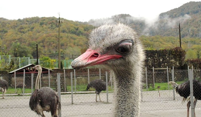 Форелевое Хозяйство Адлер фото 1