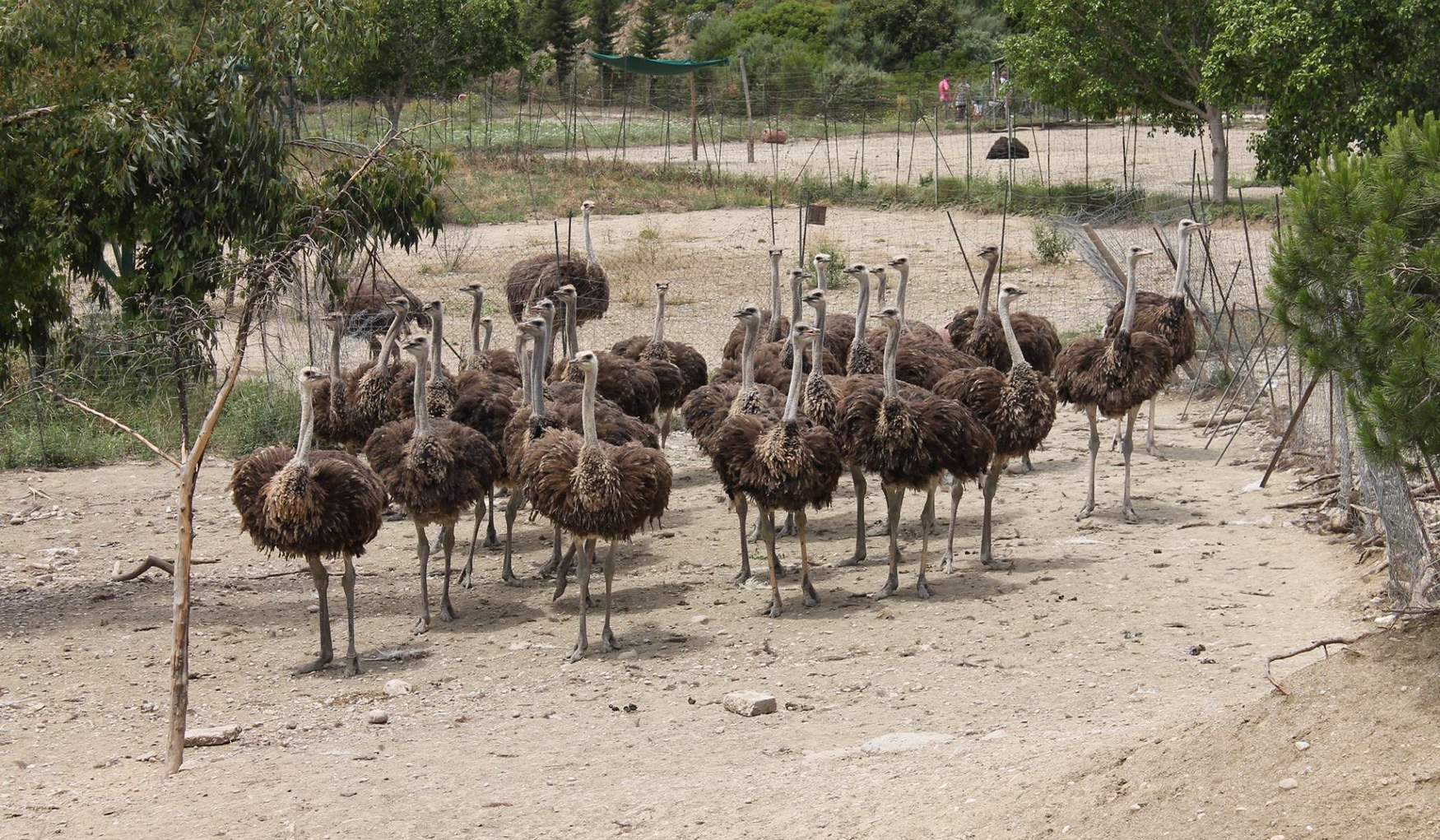 Страусиная Ферма фото 1