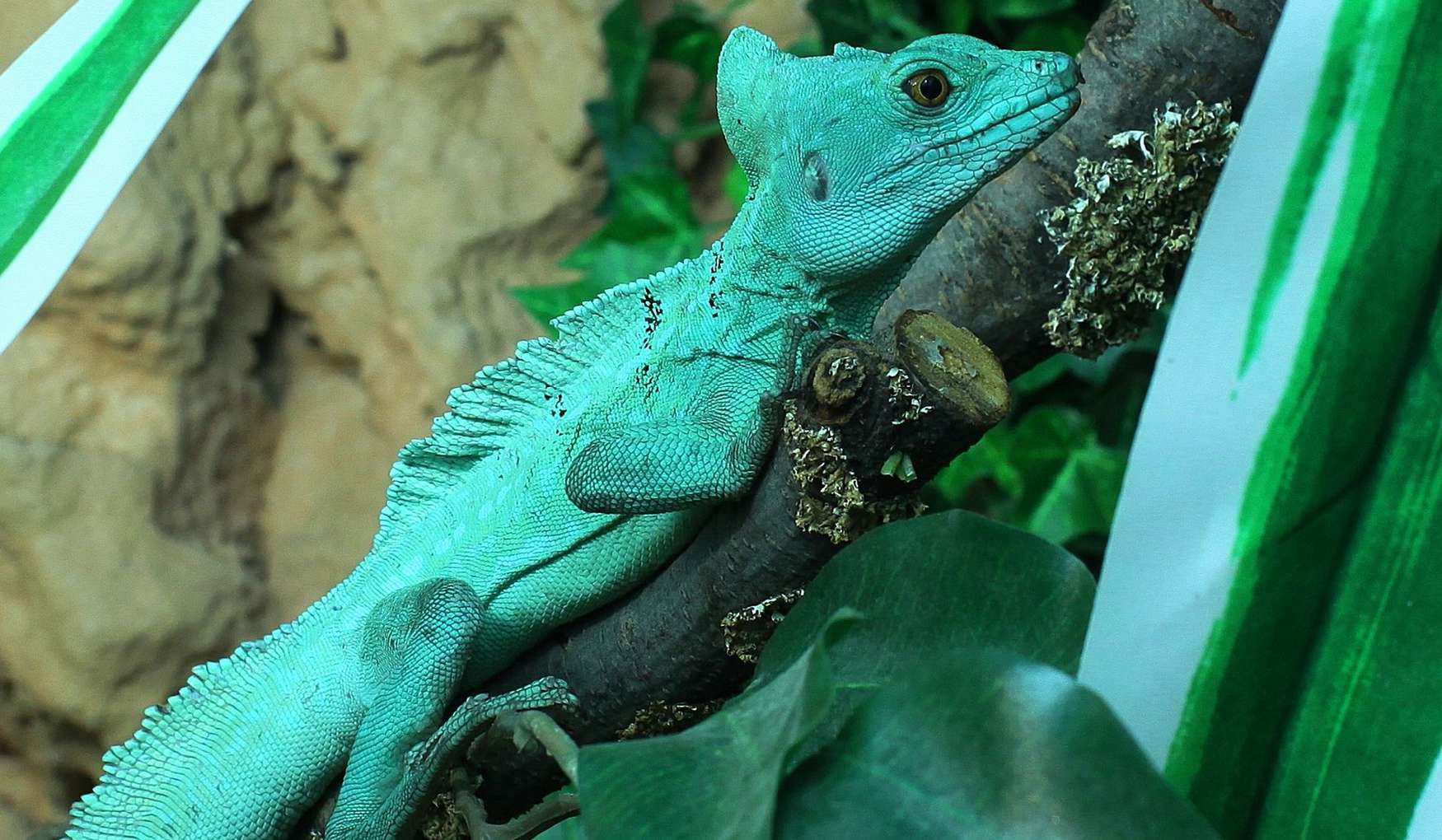 Тропикарий фото 1