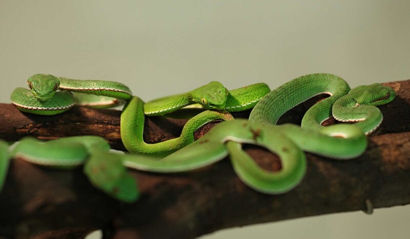 Тропикарий