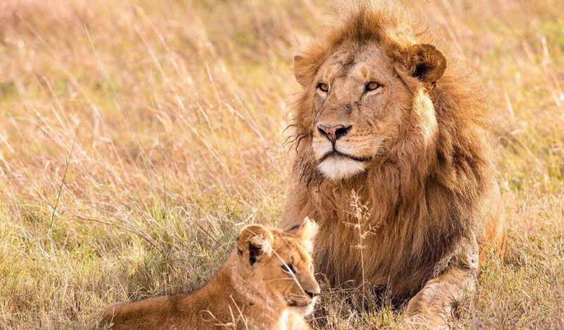 Центр Охраны Дикой Природы