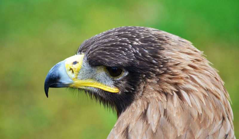 Центр Соколиной Охоты на Мальте