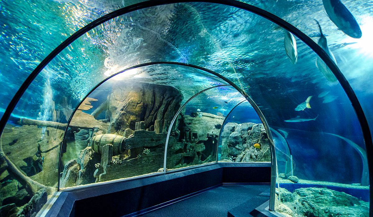 Океанариум в Адлере Sochi Discovery World Aquarium