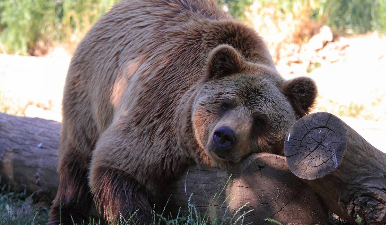 Вадашпарк: Парк Дикой Природы фото 1