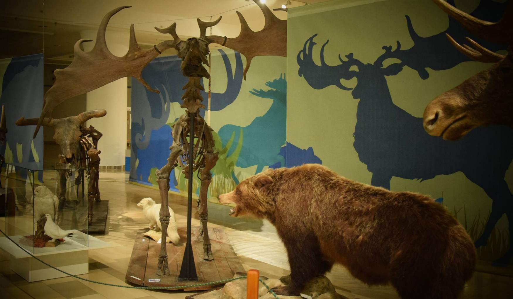 Венгерский Музей Естественной Истории фото 1