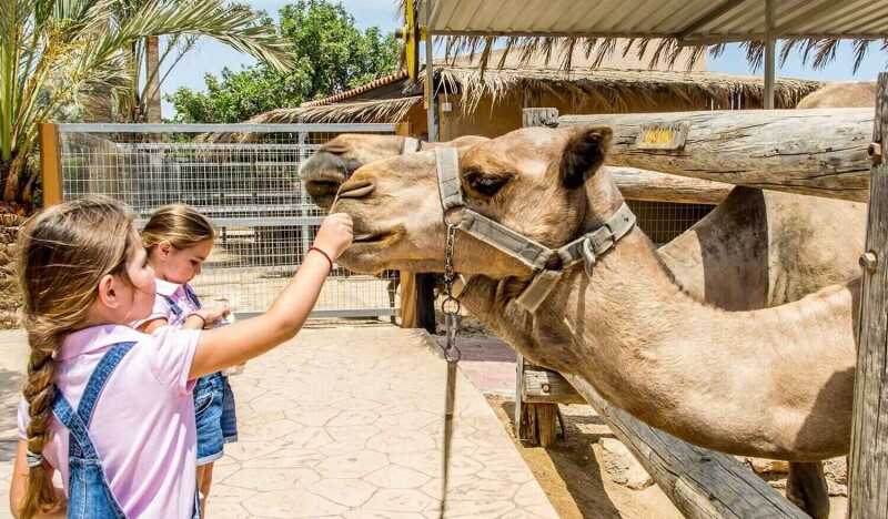 Верблюжья Ферма