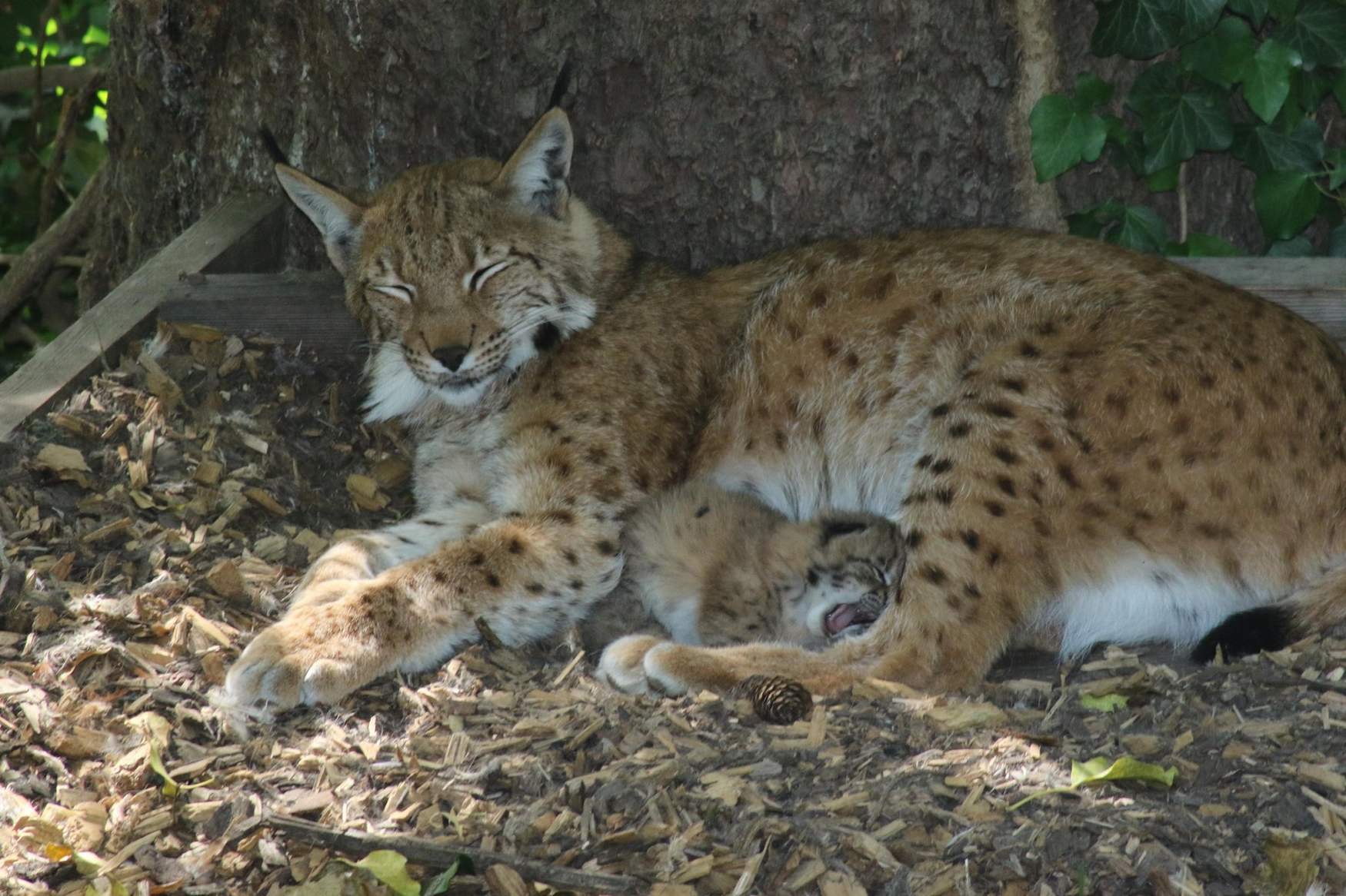 Парк Дикой Природы Аурах фото 1