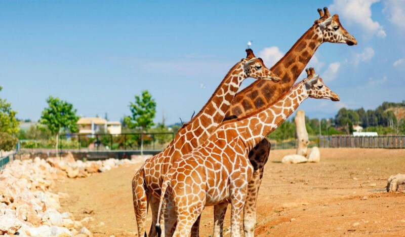 Зоологический Парк Аттики (Зоопарк Афин)