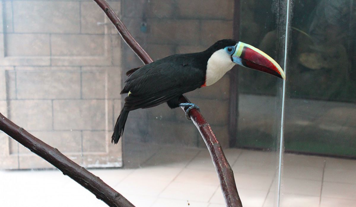 Зоопарк Балу (ЗАКРЫТ) фото 1