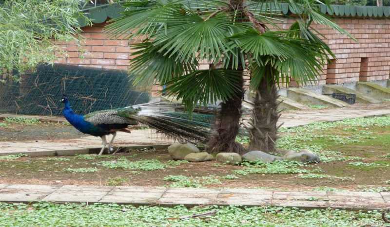 Зоопарк Батуми