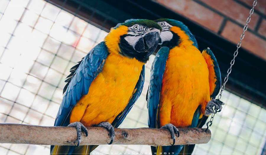 Зоопарк Батуми фото 1