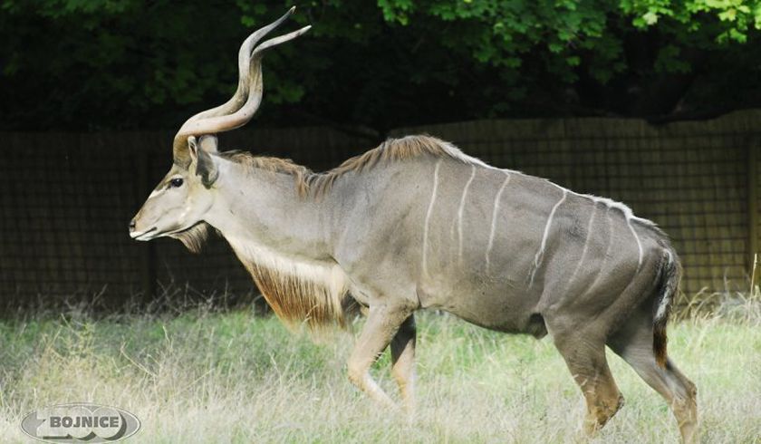 Зоопарк Бойнице фото 1