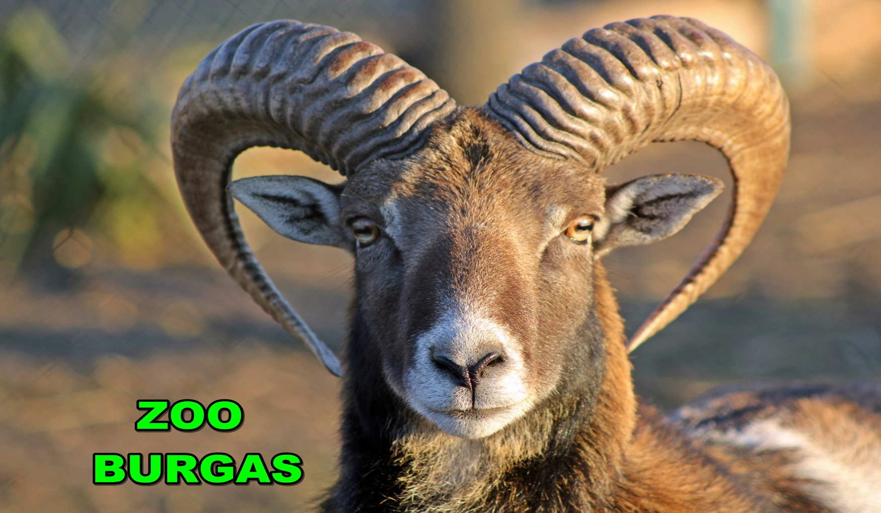 Зоопарк Бургаса фото 1