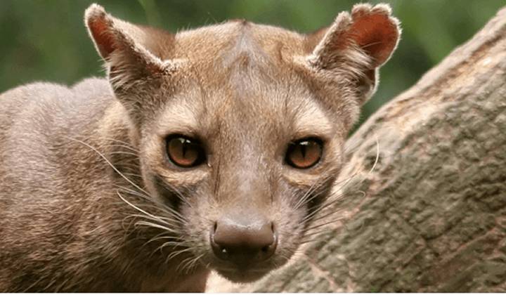 Зоопарк Duisburg Zoo фото 1