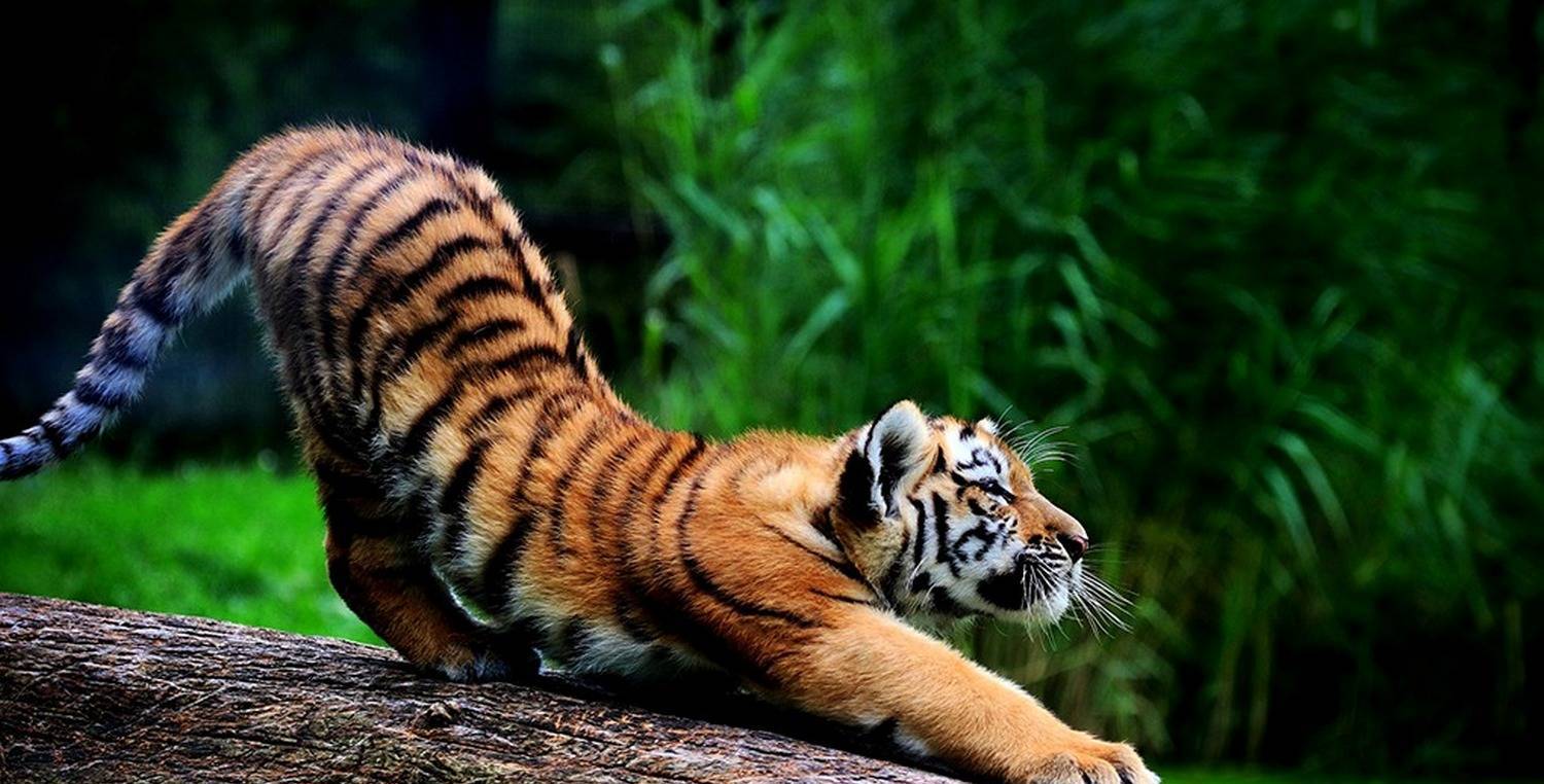 Зоопарк Duisburg Zoo