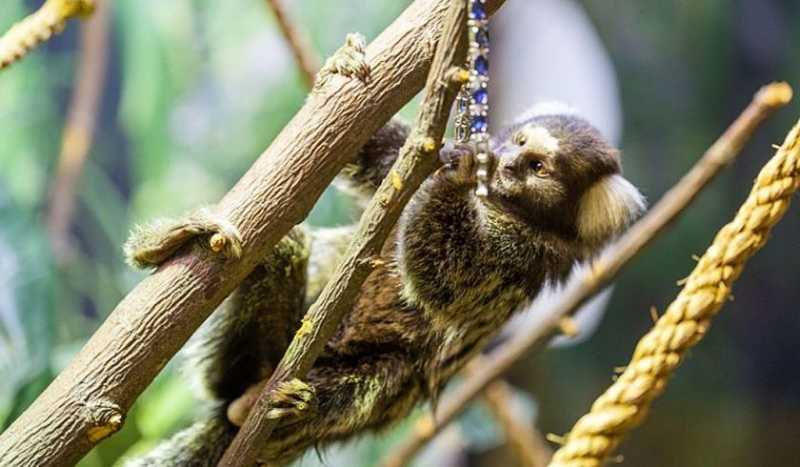 Зоопарк Экзоленд