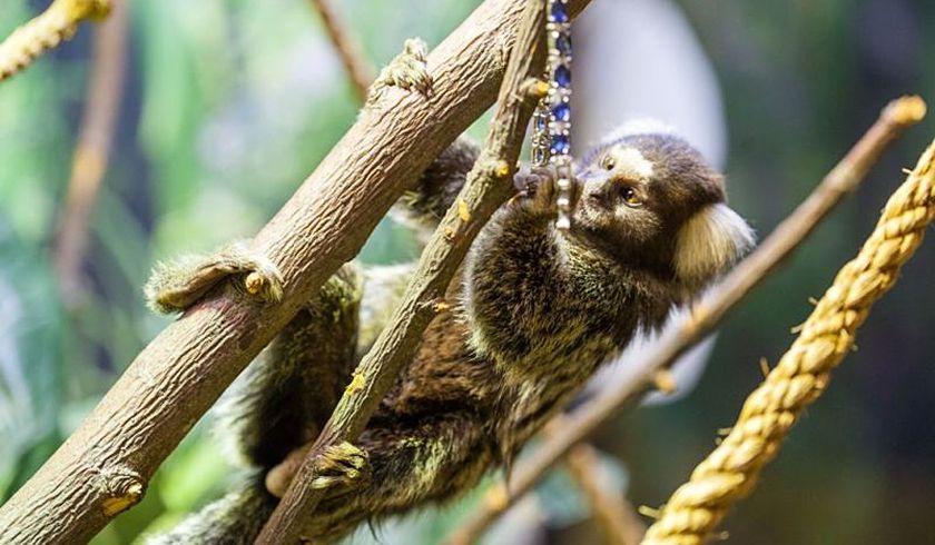 Зоопарк Экзоленд фото 1