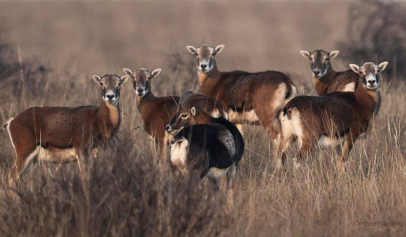 Зоопарк Festetics Imre Allatpark