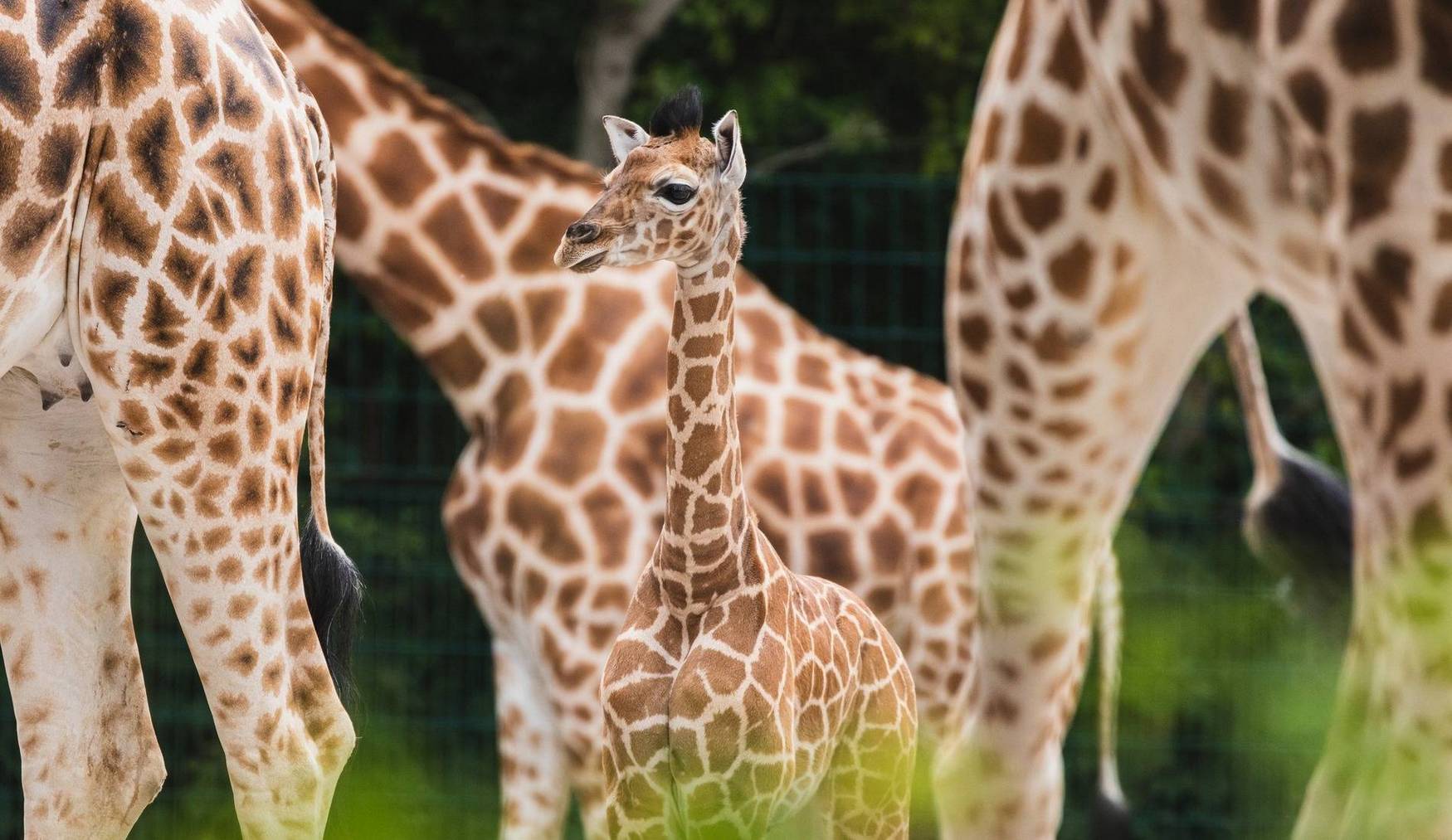 Tierpark Berlin Friedrichsfelde