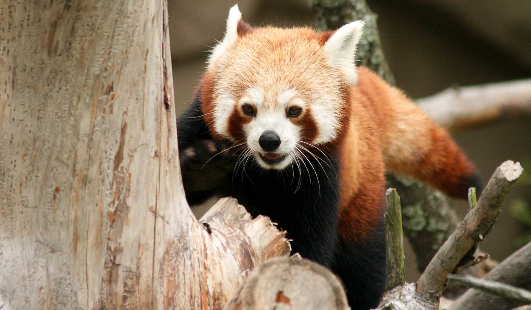 Зоопарк Хельсинки фото 1