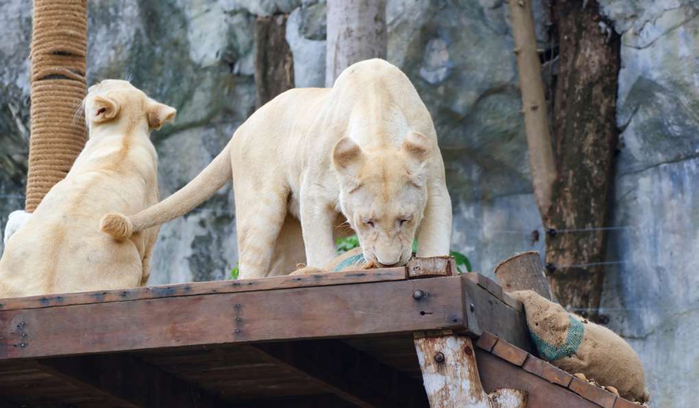 Зоопарк Кхао Кео (Khao Kheo) фото 1