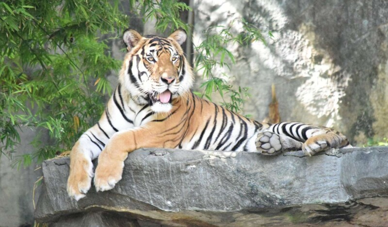 Зоопарк Кхао Кео (Khao Kheo)