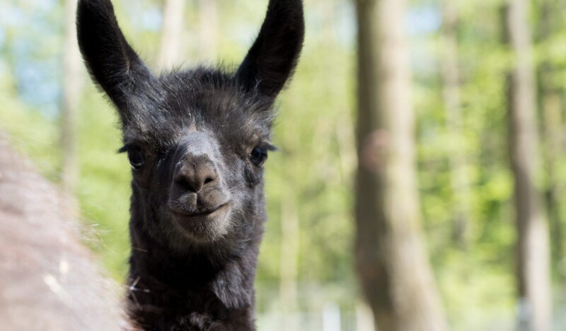 Зоопарк Kobelt Zoo