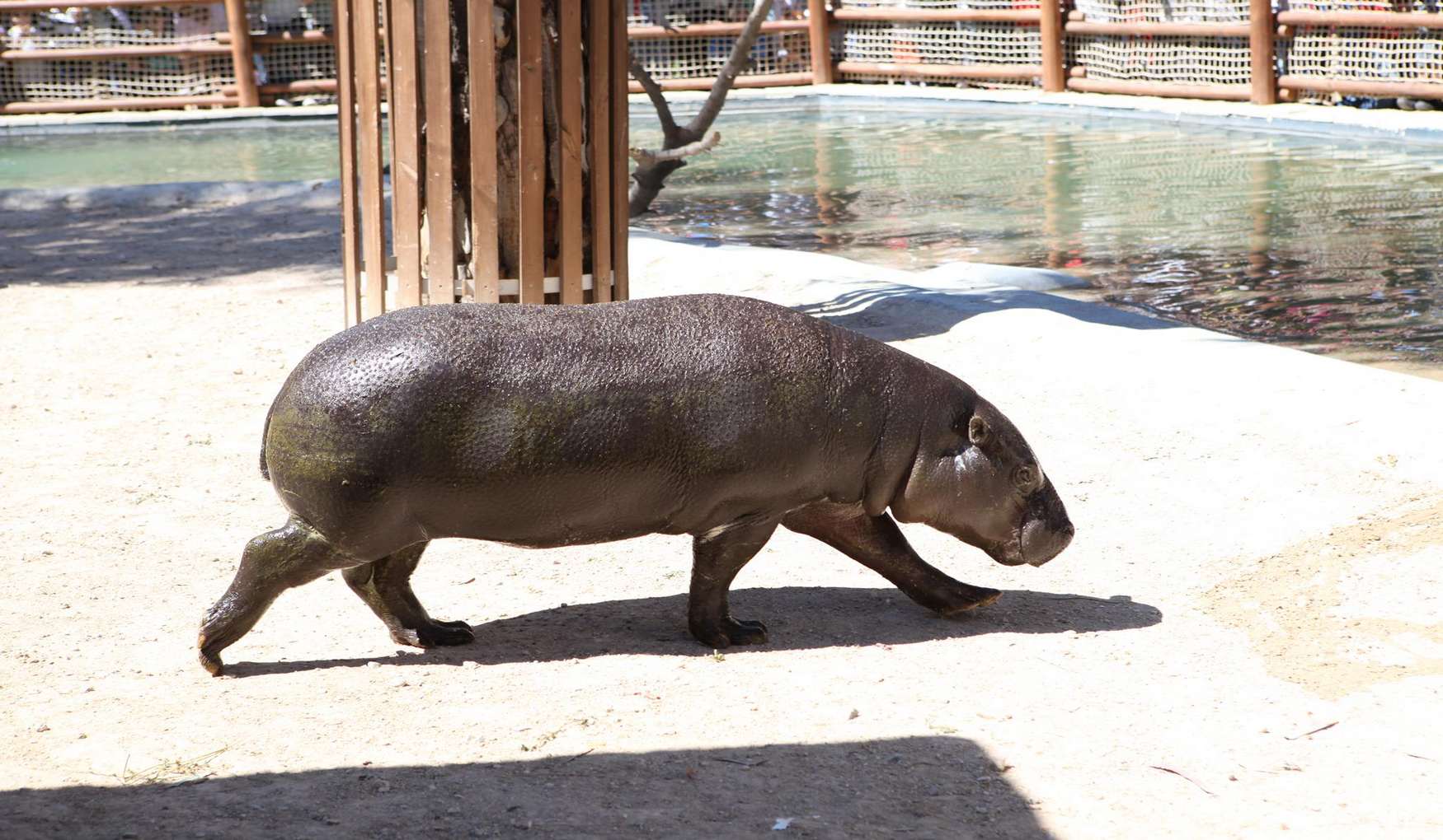 Зоопарк Пафоса фото 1