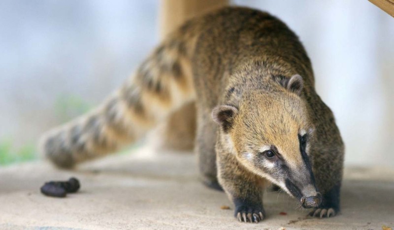 Зоопарк «Лукоморье»