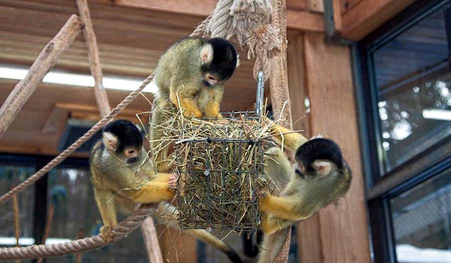 Аквариум-Террариум Марибор фото 1