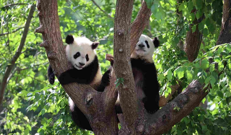 Зоопарк Мадрида