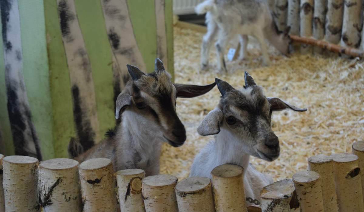 Зоопарк «Простоквашино» фото 1