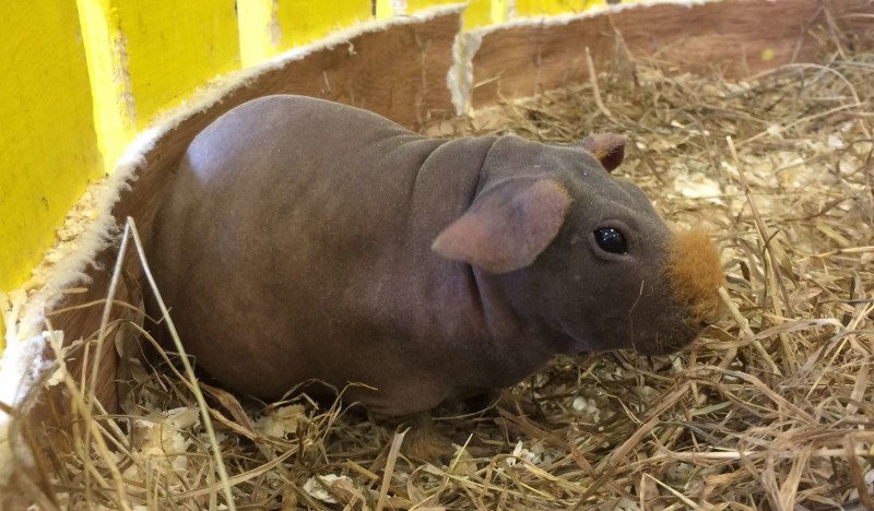 Зоопарк «Простоквашино»