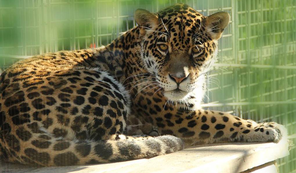 Safari Park La Reserva фото 1